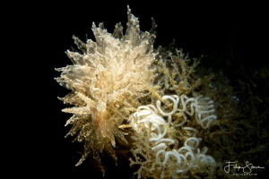 Janolus hyalinus, Zeeland, The Netherlands. by Filip Staes 